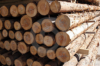 Estudio de Coyuntura del Mercado Argentino de la Industria Forestal