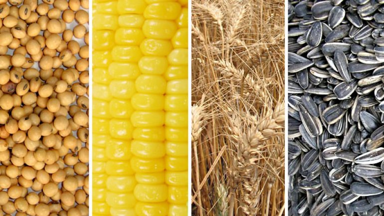Estudio del Mercado Argentino de Agricultura (Trigo, maíz, soja y girasol)