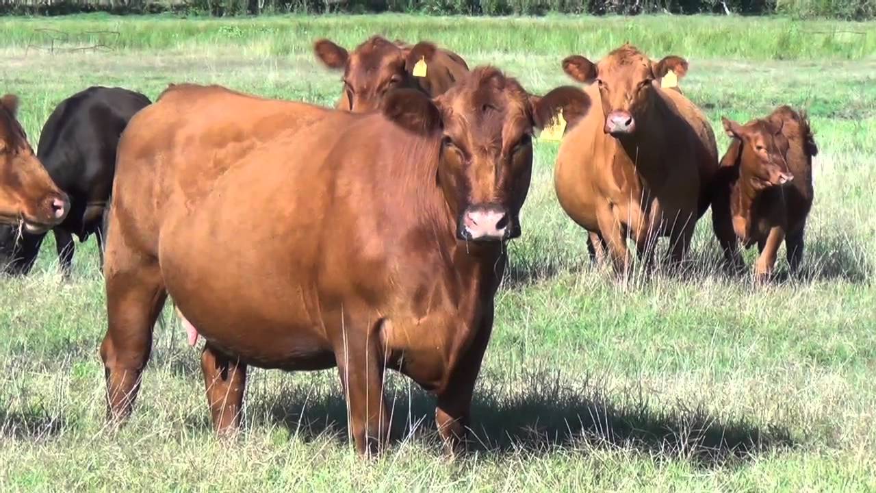 Estudio del Mercado Argentino de Cría Vacuna (producción primaria)